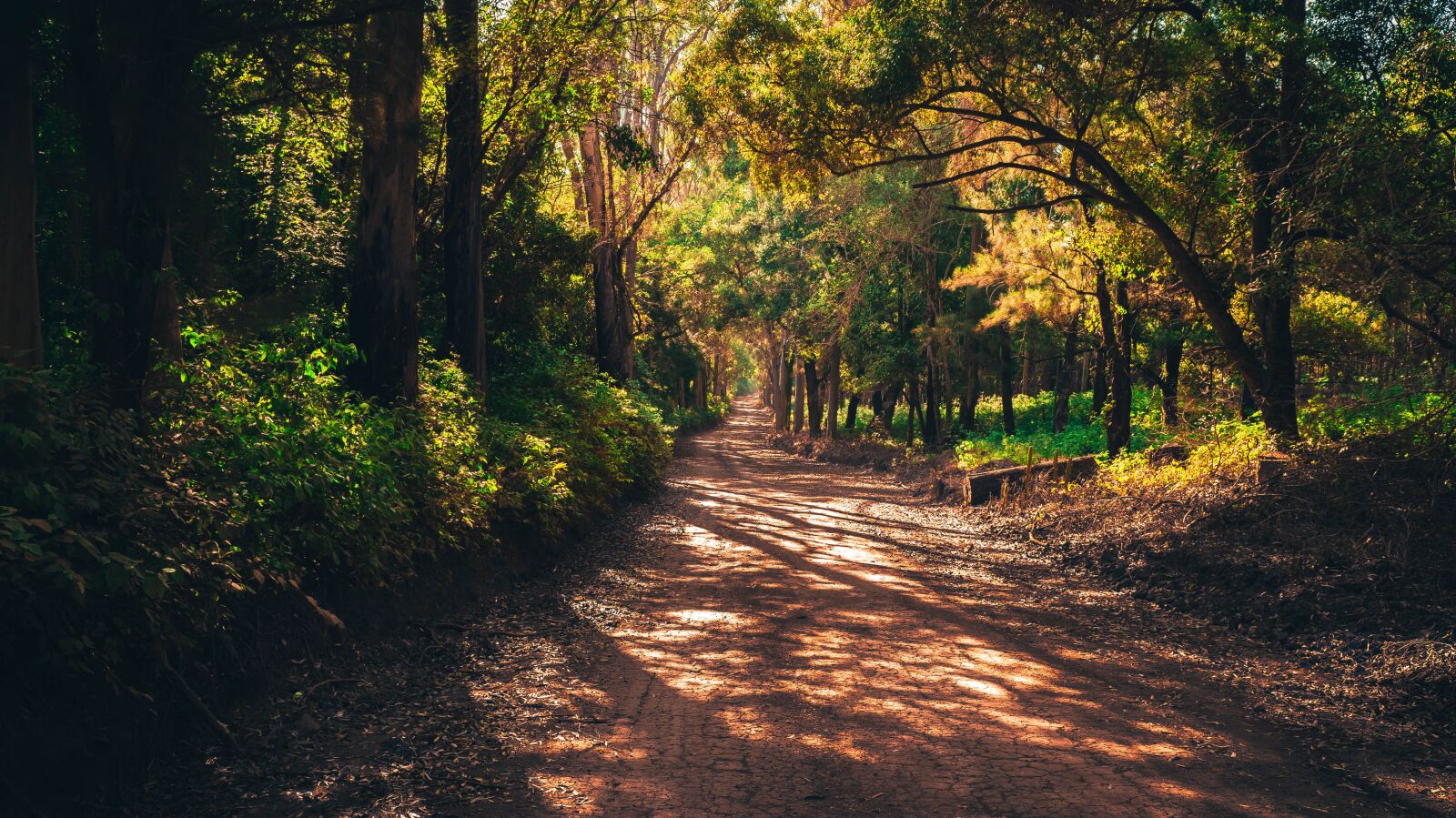 Sony Alpha a3000 sample photo. Forest, mato, road photography