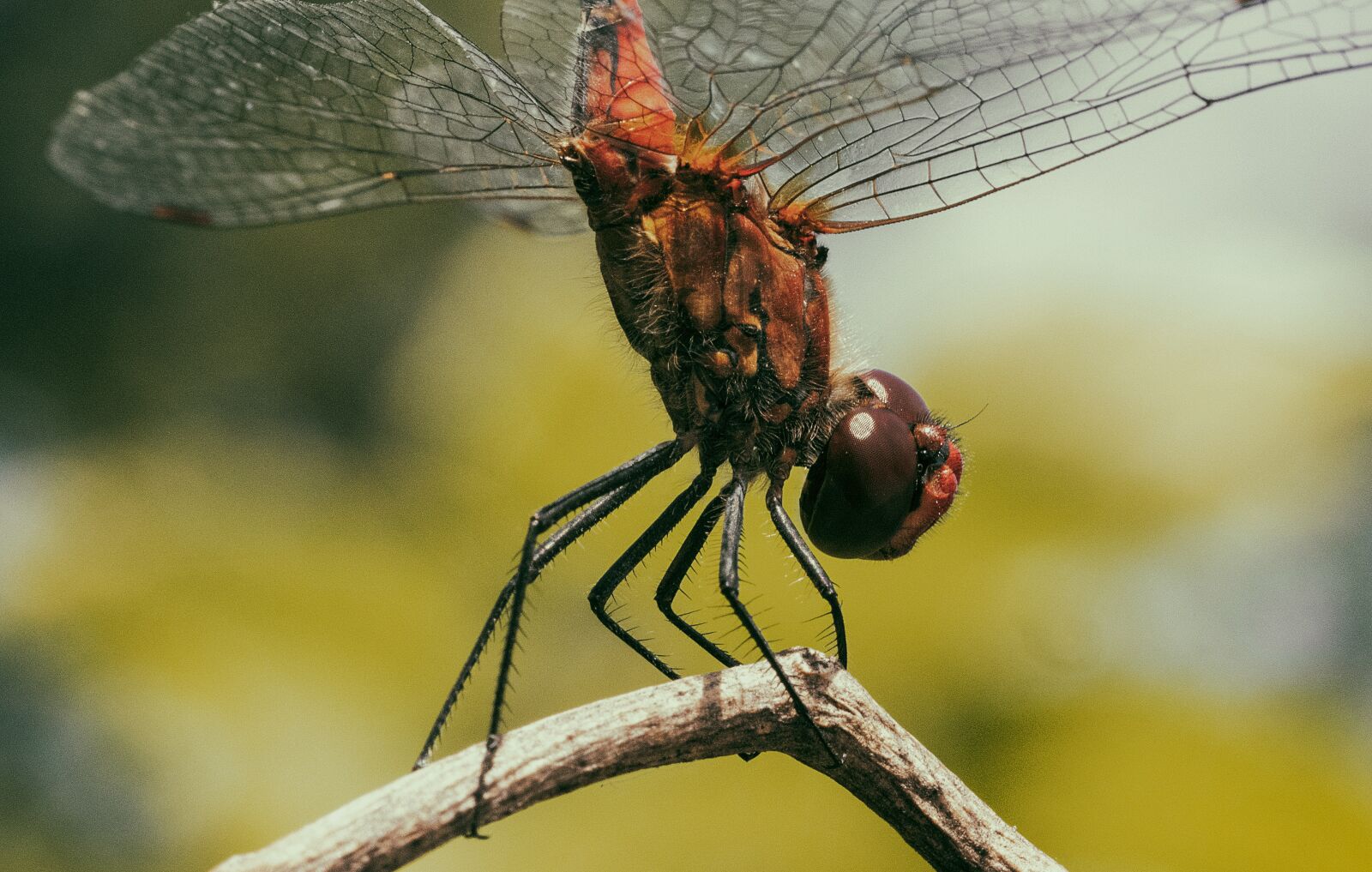 LUMIX G VARIO 12-35/F2.8II sample photo. Dragonfly, animals, insects photography