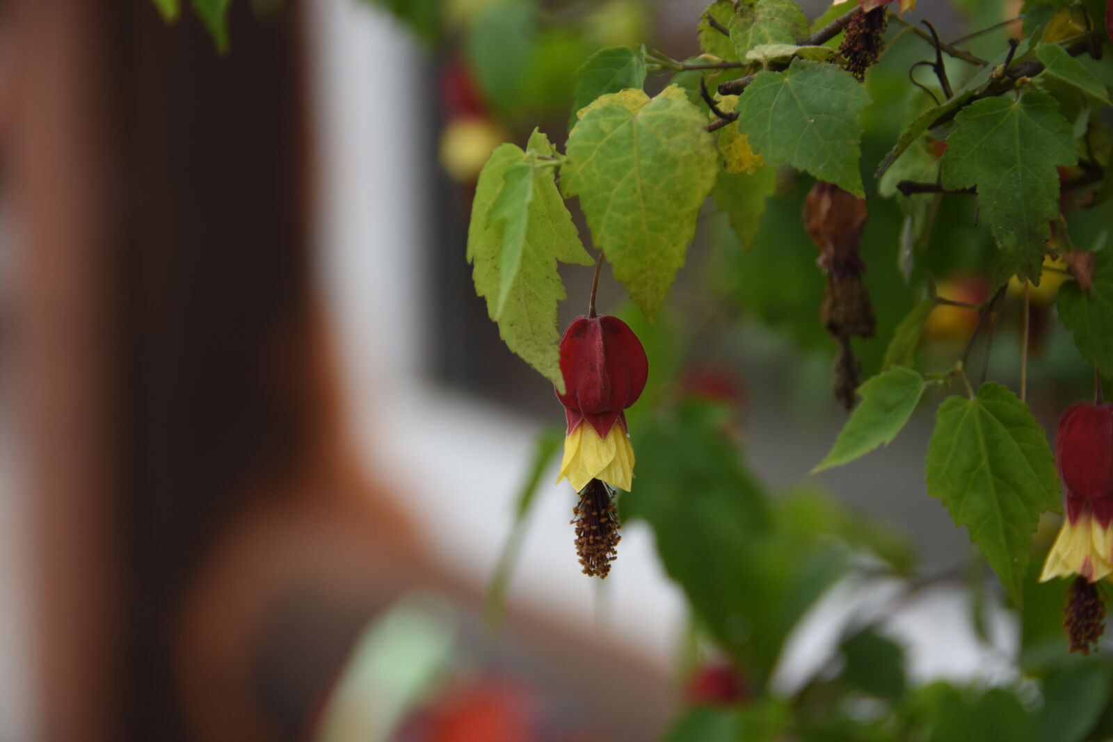 Nikon D7200 sample photo. Plants, flowers, nature photography