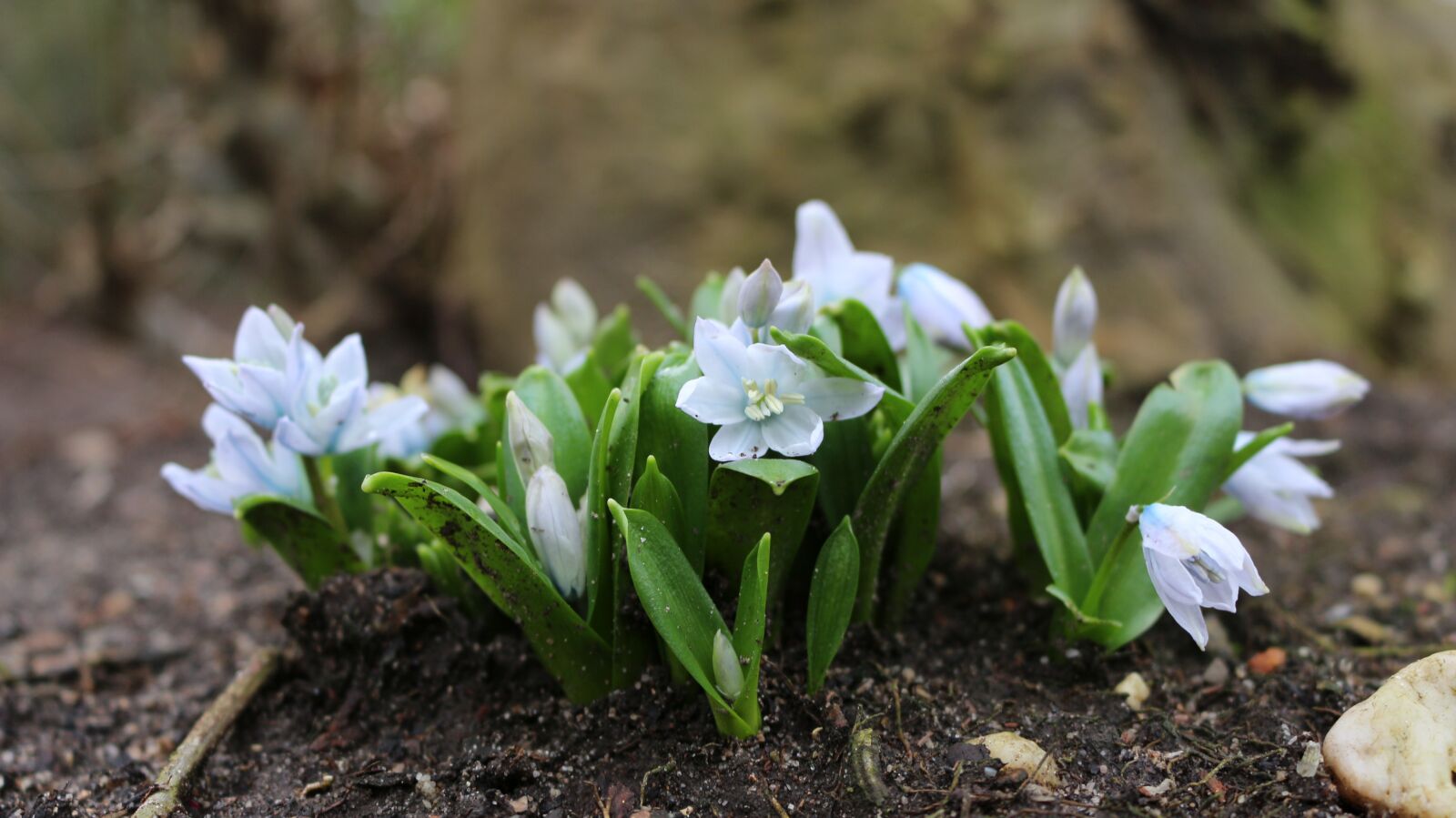 Canon EOS 700D (EOS Rebel T5i / EOS Kiss X7i) sample photo. Spring, flowers, nature photography