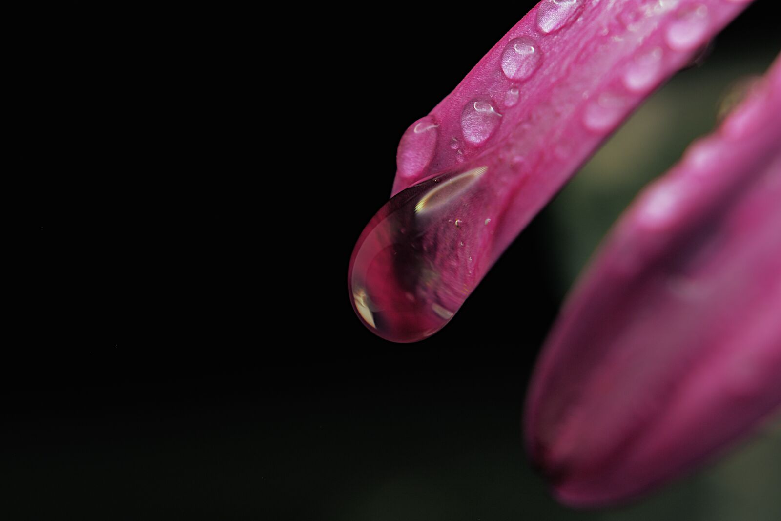 Canon EOS 750D (EOS Rebel T6i / EOS Kiss X8i) sample photo. Flower, petal, stem photography