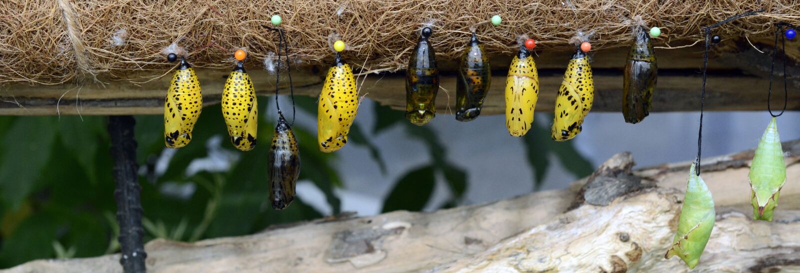 Nikon D7100 sample photo. Track, butterflies, metamorphosis photography