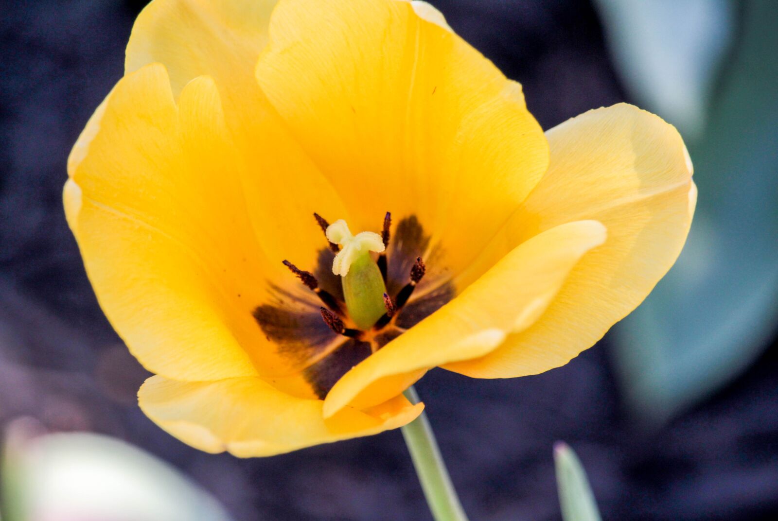 Canon EOS 700D (EOS Rebel T5i / EOS Kiss X7i) sample photo. Flower, nature, flora photography