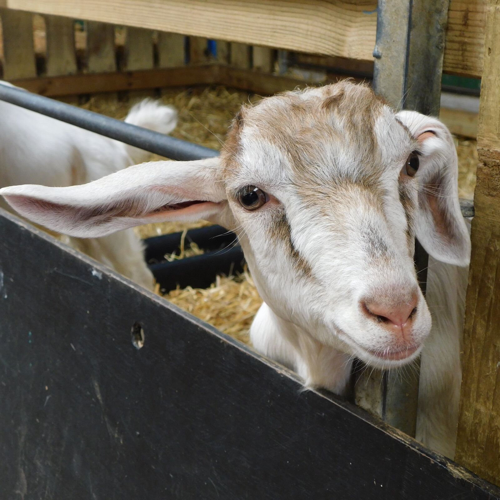 Nikon Coolpix B500 sample photo. Goat photography