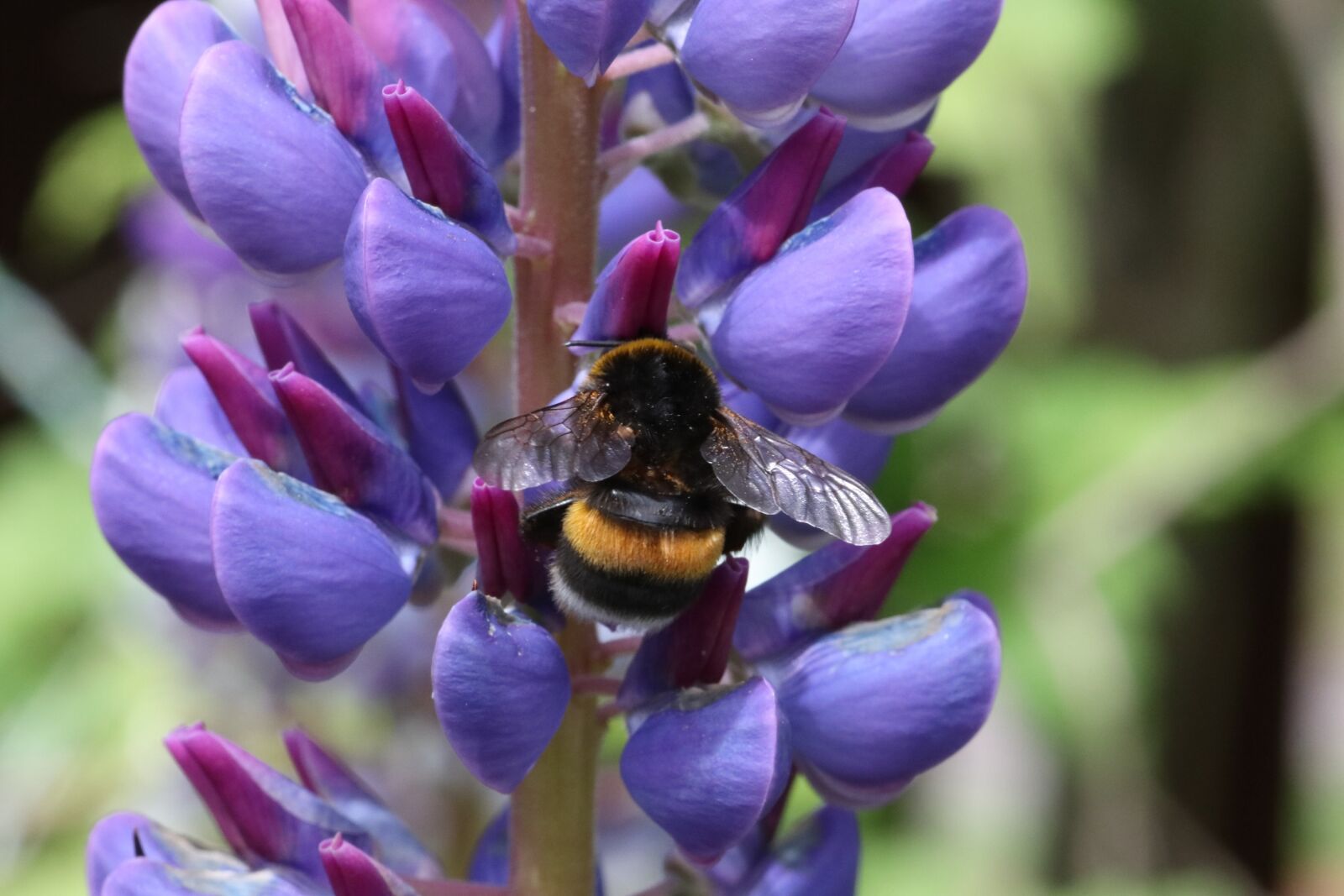 Tamron SP 90mm F2.8 Di VC USD 1:1 Macro sample photo. Lupine, bumblebee, blue photography