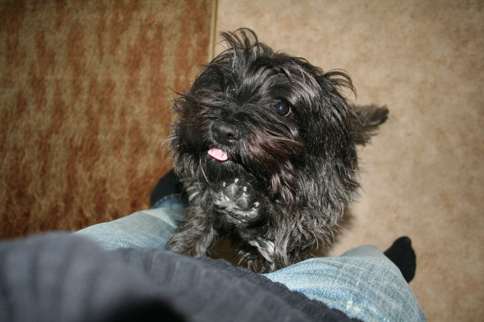 Canon EOS 350D (EOS Digital Rebel XT / EOS Kiss Digital N) sample photo. Dog, black fur, black photography