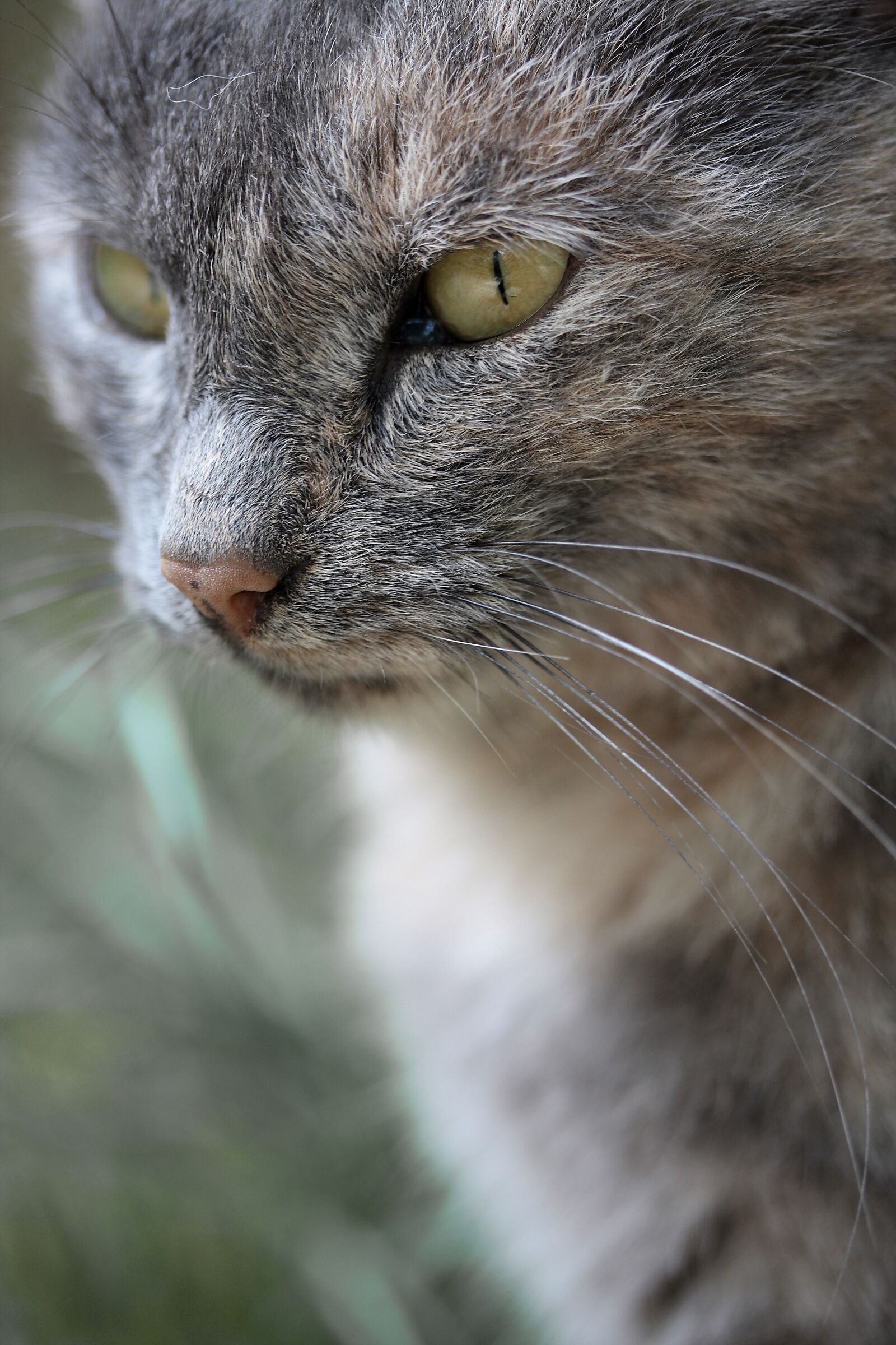 Canon EOS 40D sample photo. Cat, animal, kitten photography