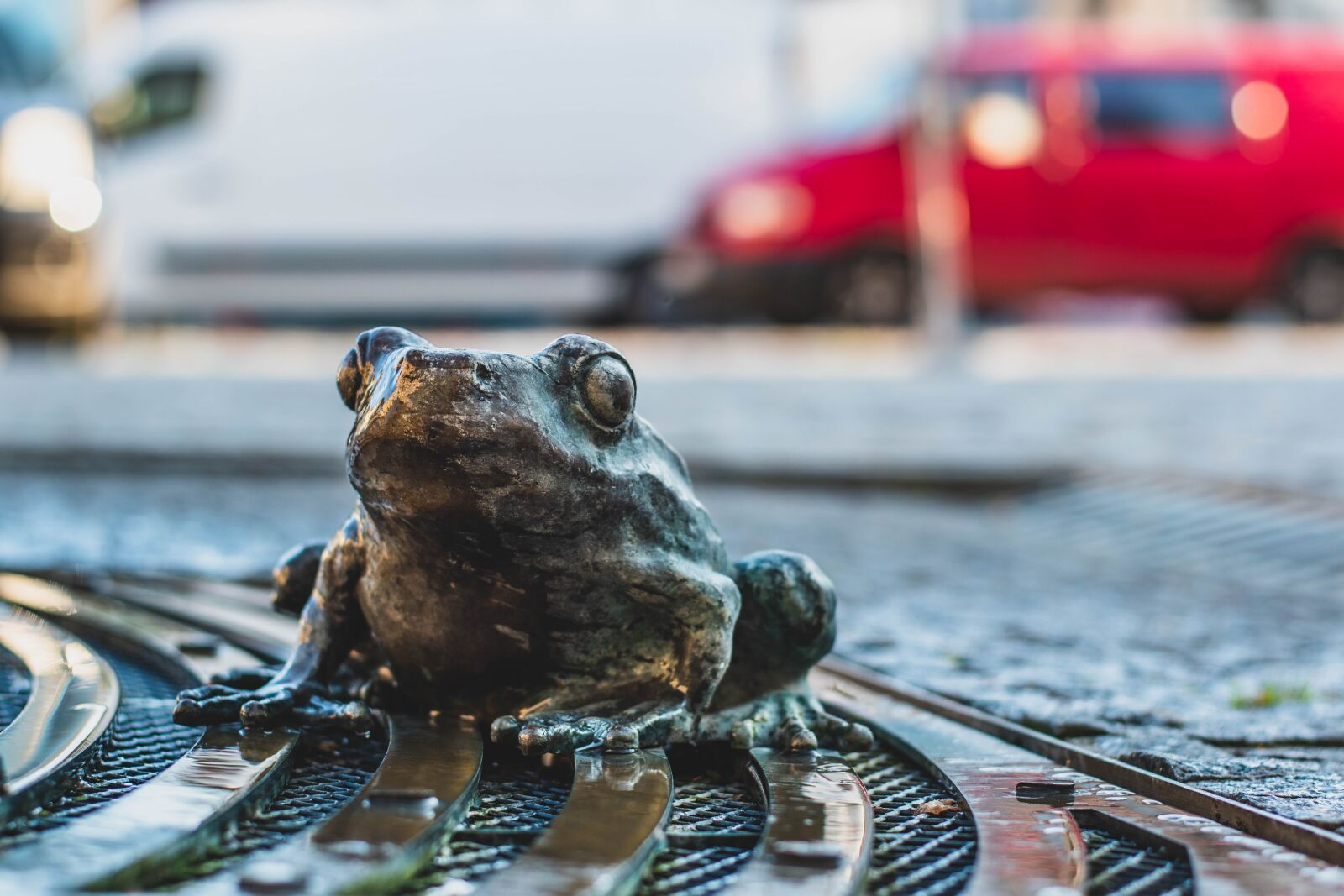 Nikon D5600 sample photo. Frog, the frog, toad photography
