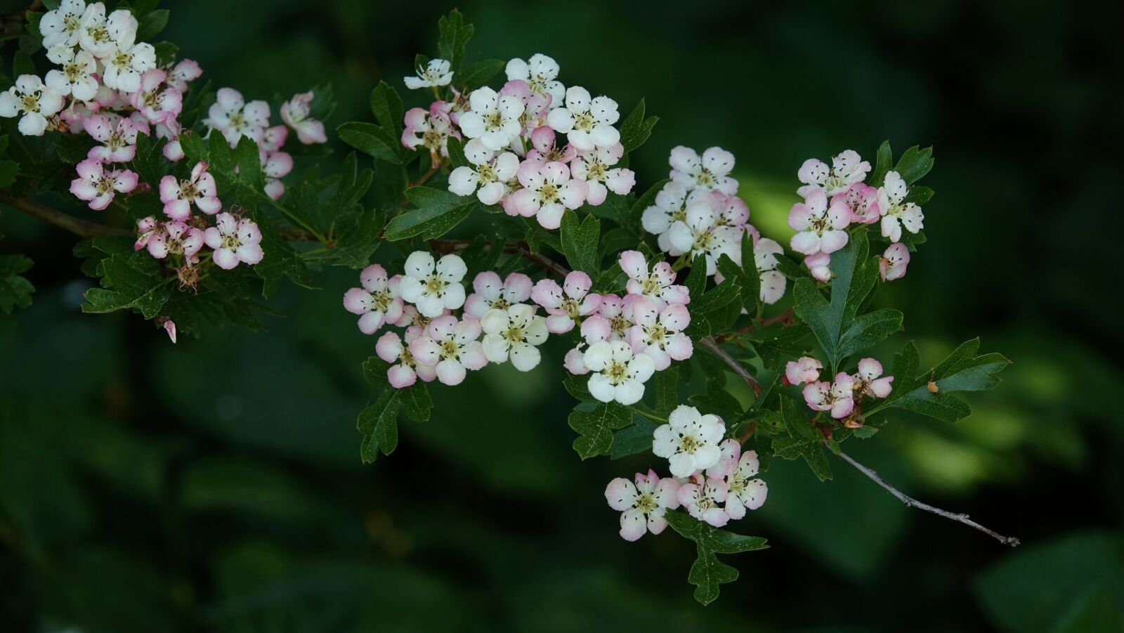 Sony Cyber-shot DSC-RX10 III sample photo. Flower, plant, leaf photography