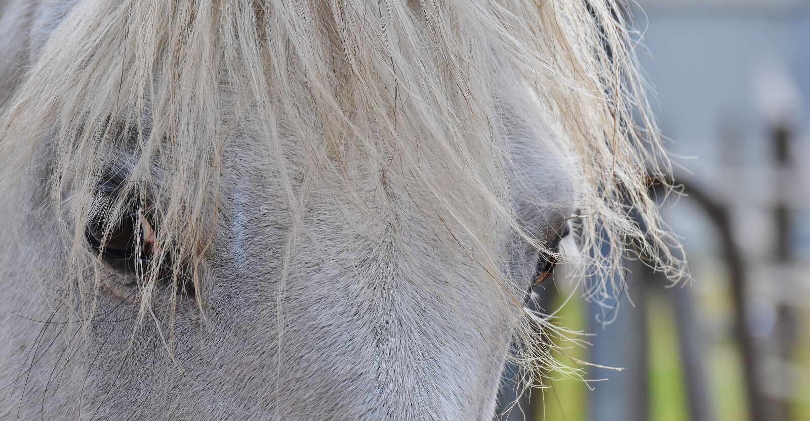 Nikon D7200 sample photo. Horse, mold, eyes photography