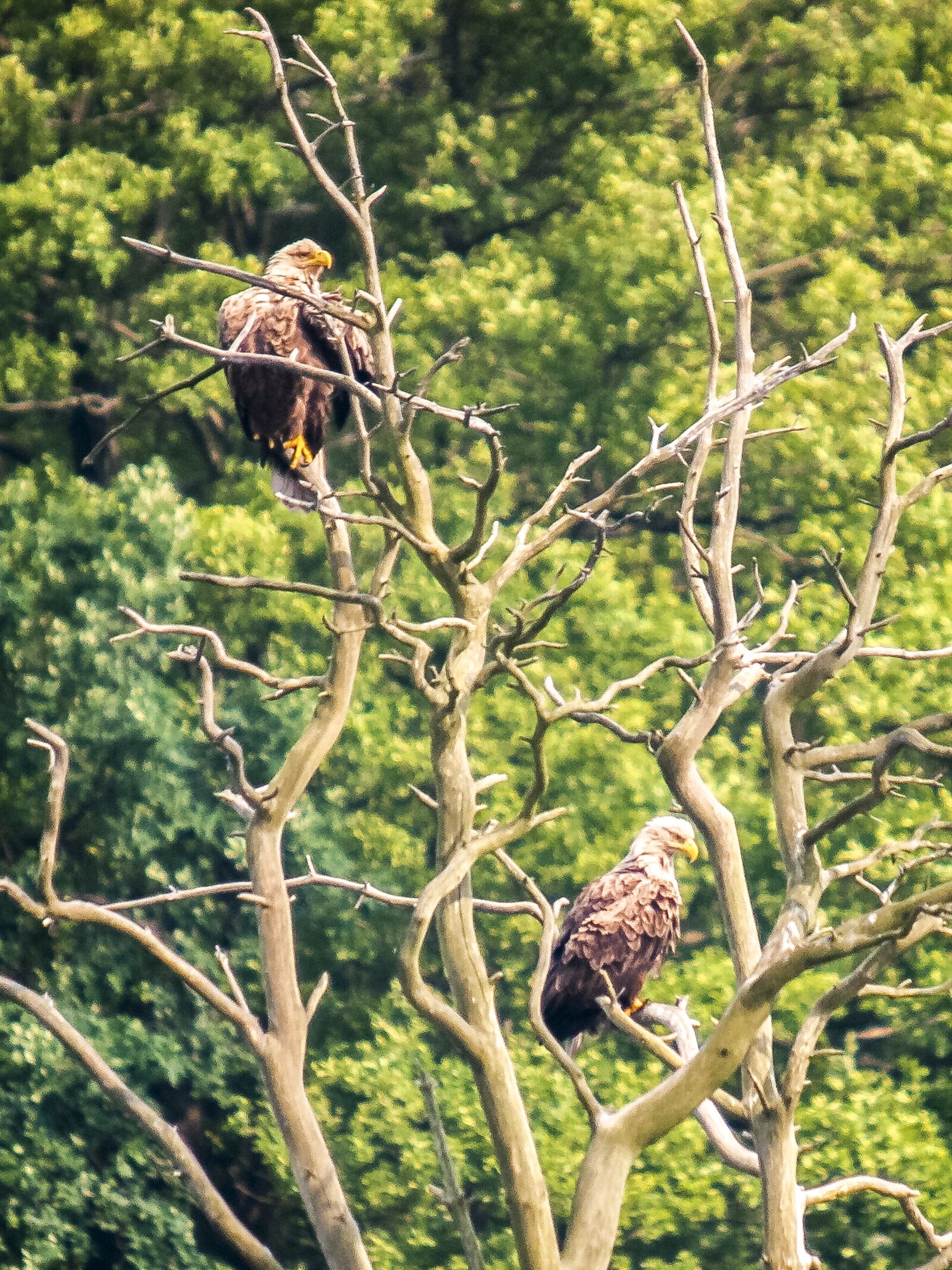 Olympus E-3 sample photo. White tailed eagle, adler photography