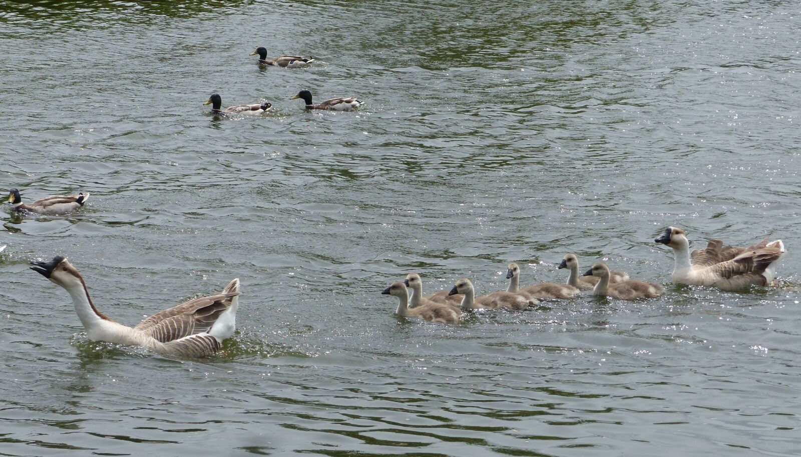 Panasonic Lumix DMC-FZ200 sample photo. Geese, jars, goslings photography
