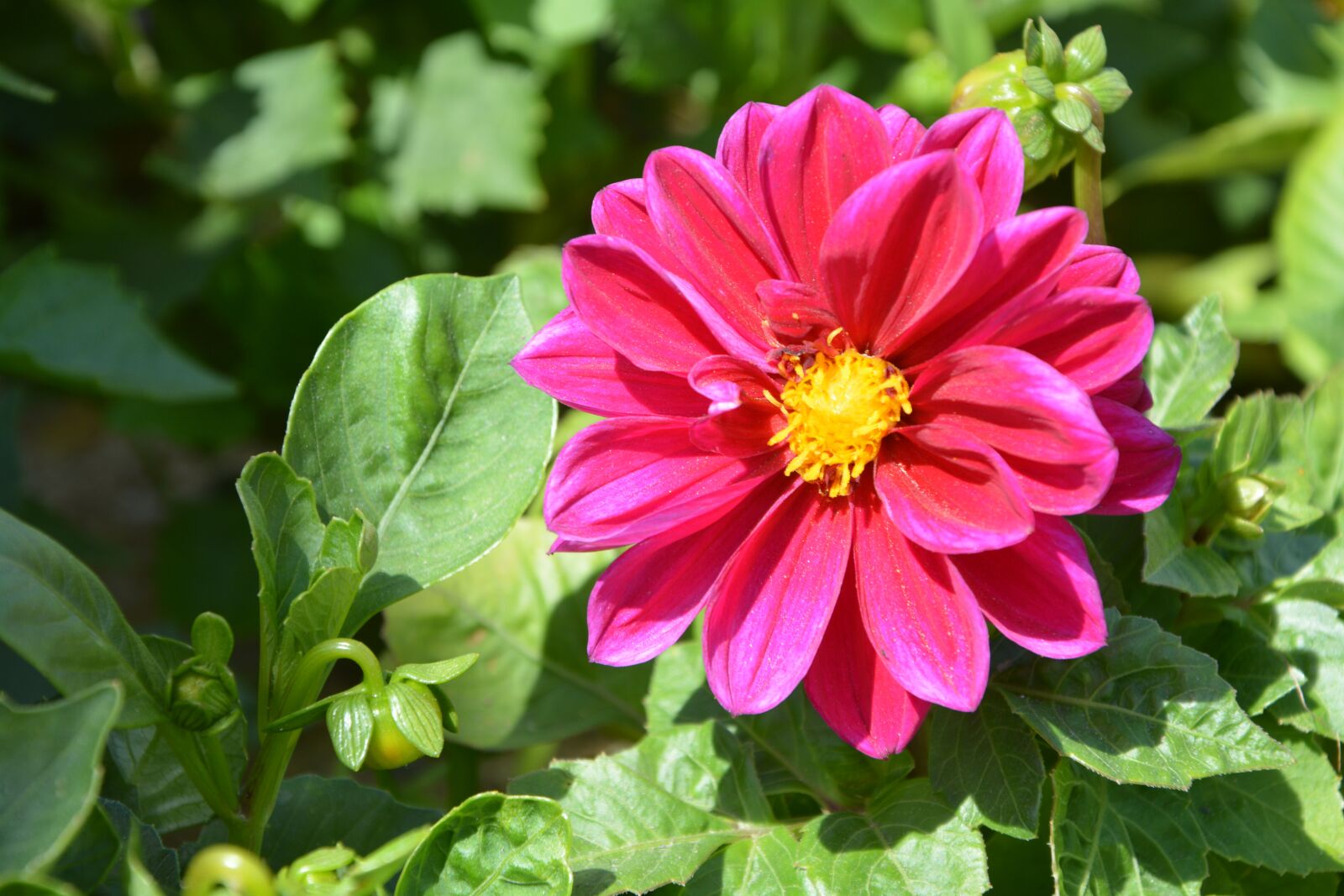 Nikon D5200 sample photo. Flowers, pink, fushia photography