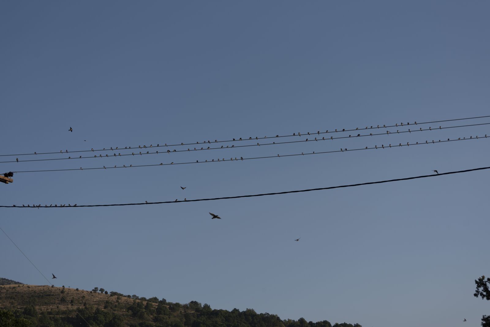 Nikon D750 sample photo. Swallows, birds, swallow photography