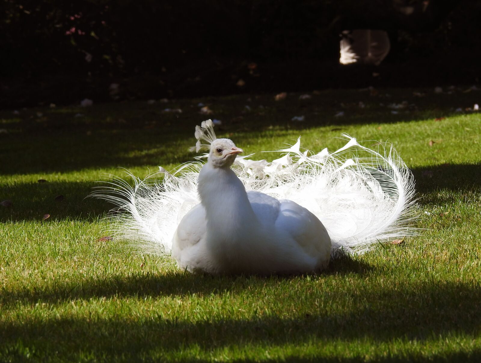 Nikon Coolpix P900 sample photo. White peacock, bird, feathers photography