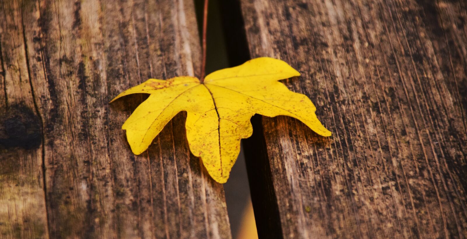 Nikon D3300 sample photo. Leaf, yellow, autumn photography