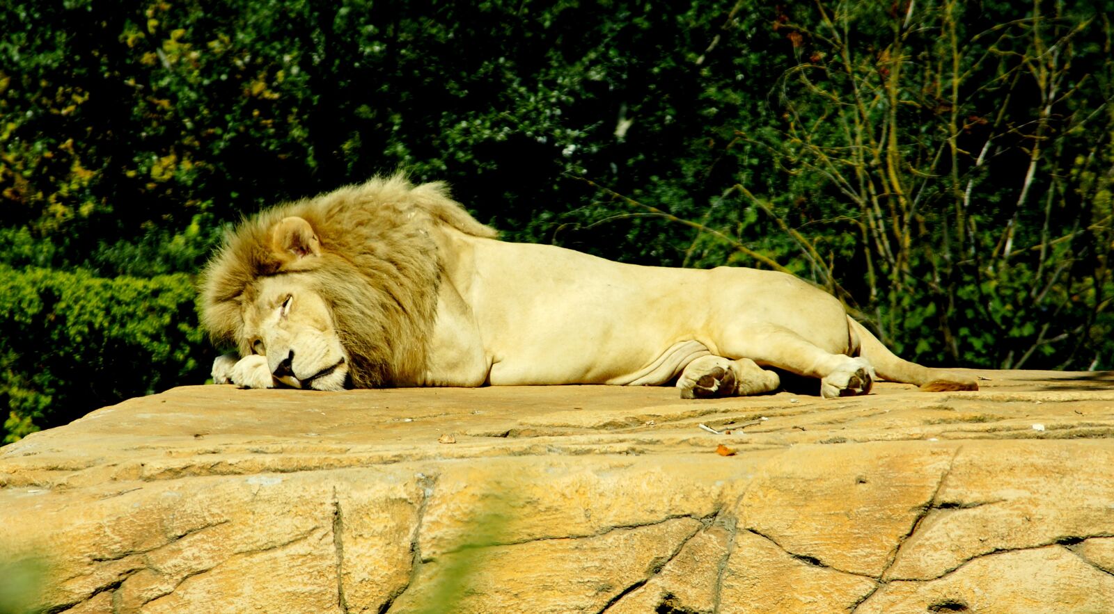 Sony SLT-A77 sample photo. Lion, sleep, dangerous photography