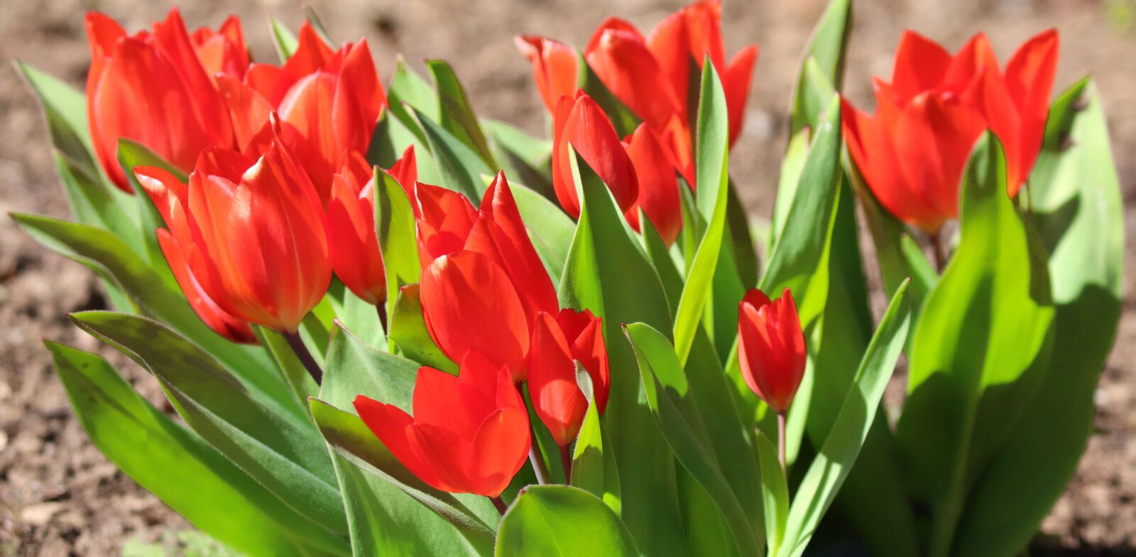 Canon EOS 200D (EOS Rebel SL2 / EOS Kiss X9) sample photo. Tulips, monochrome, red photography
