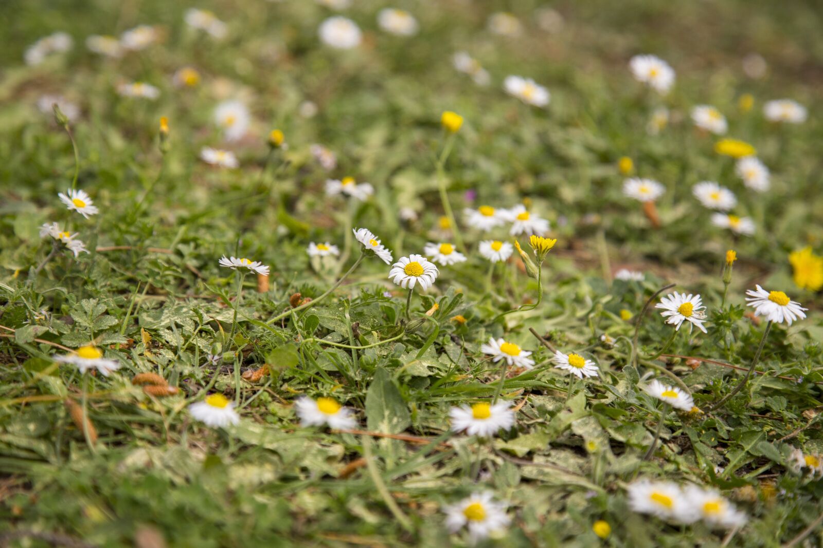 Canon EOS 6D sample photo. Flower, daisy, grass photography