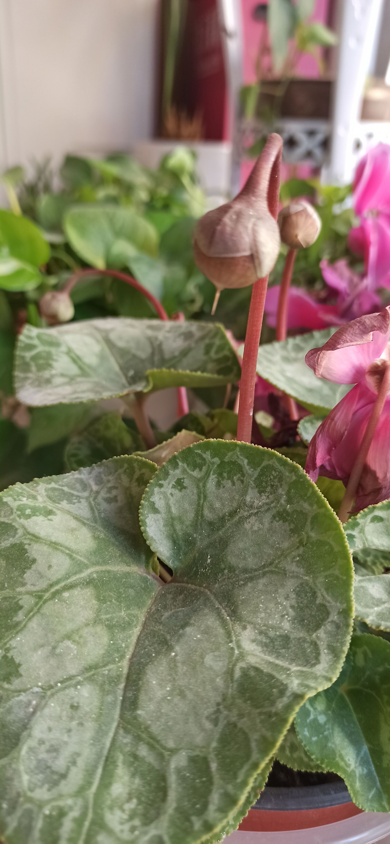 Xiaomi Redmi Note 8 Pro sample photo. Leaf, flower, plant photography
