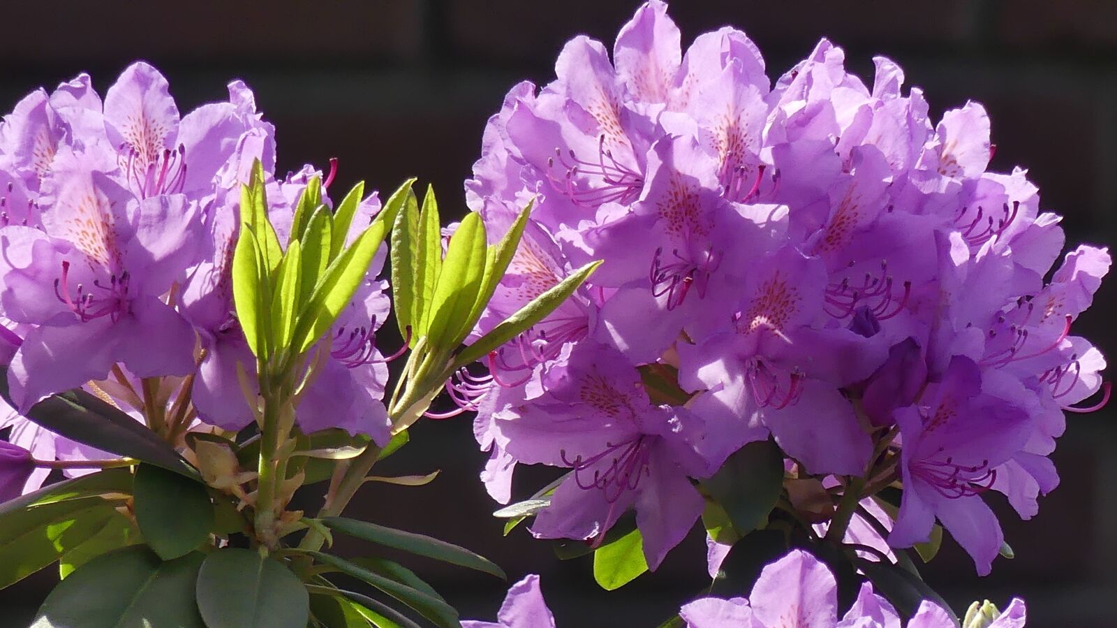 Panasonic Lumix DMC-FZ300 sample photo. Garden, rhododendron, rhododendron flower photography
