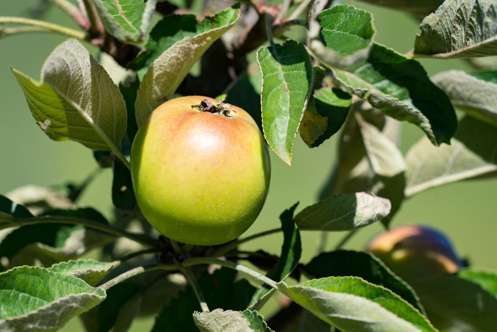 Nikon D7100 sample photo. Apple, bio, bio apple photography