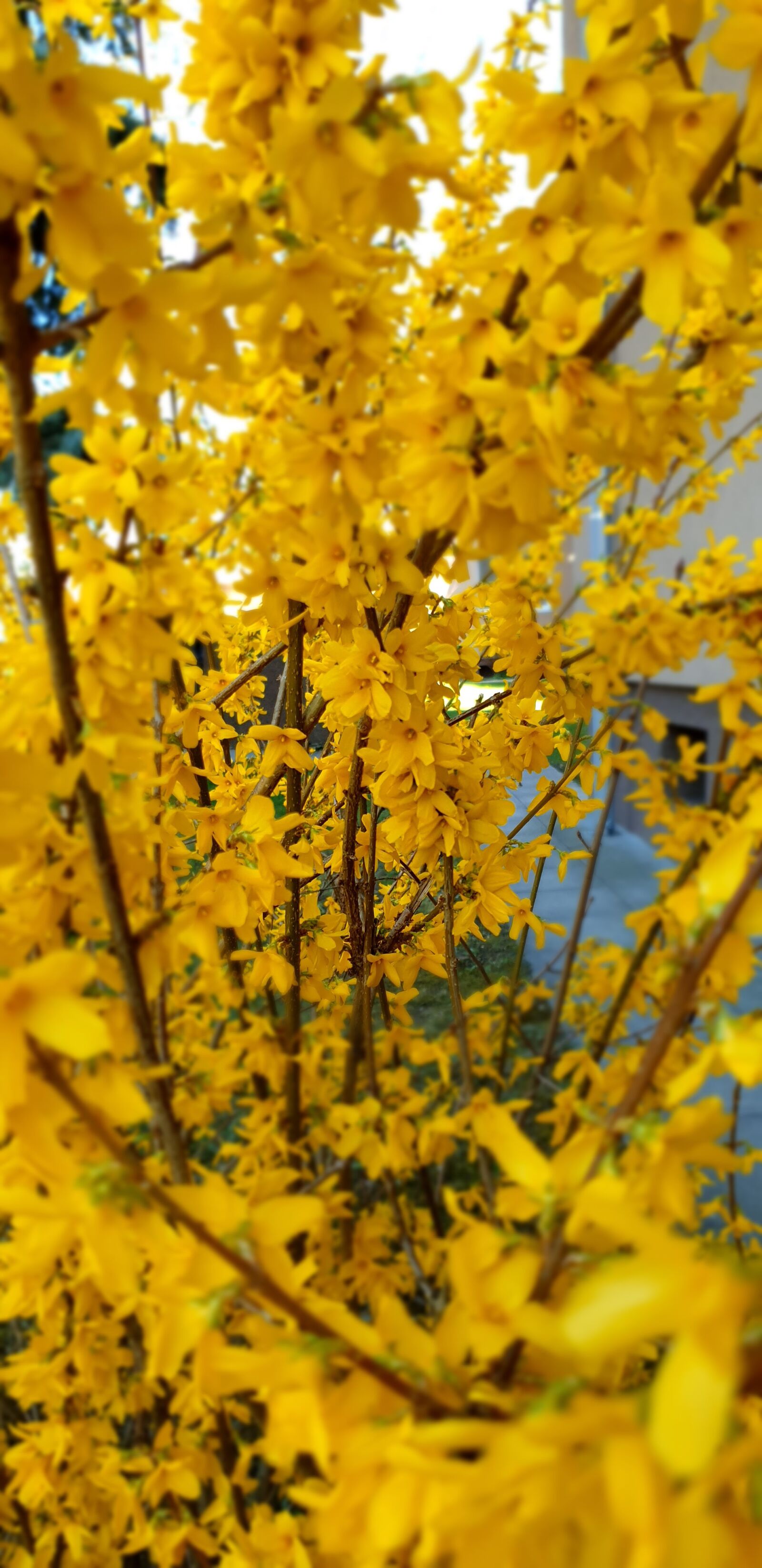 Samsung Galaxy Note9 sample photo. Flower, yellow, spring photography