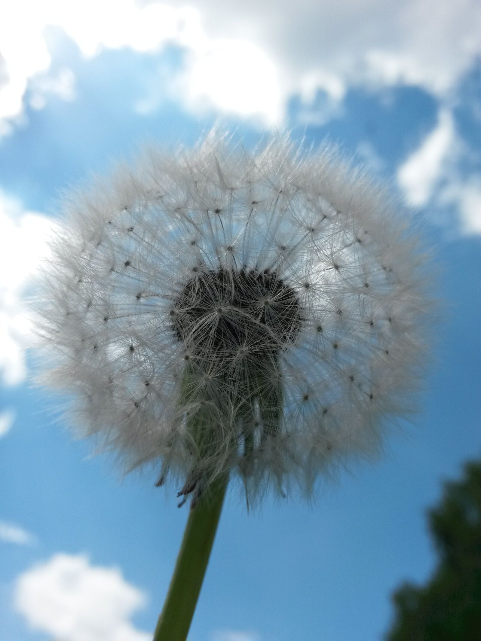 Samsung Galaxy S4 Mini sample photo. Dandelion, flower, spring photography