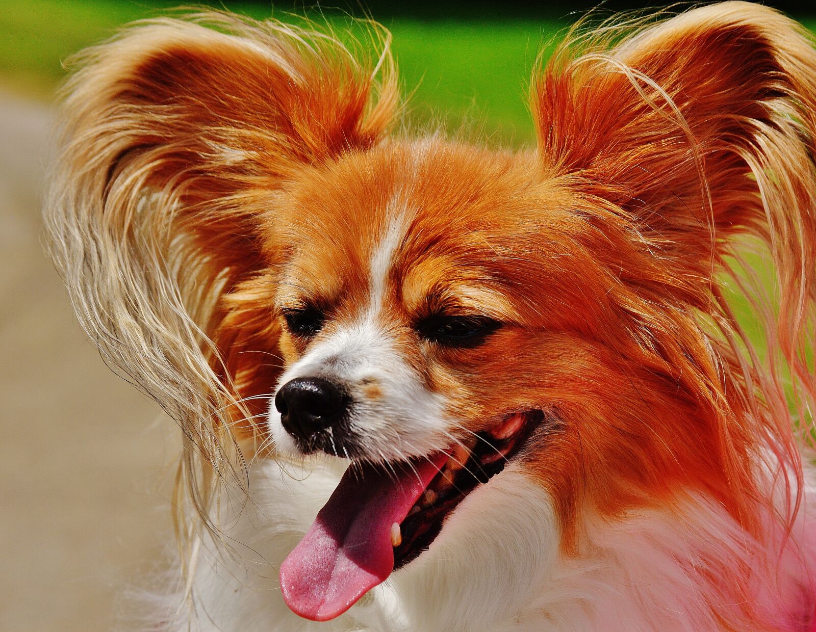 Nikon D3200 sample photo. Dog, chihuahua, cute photography