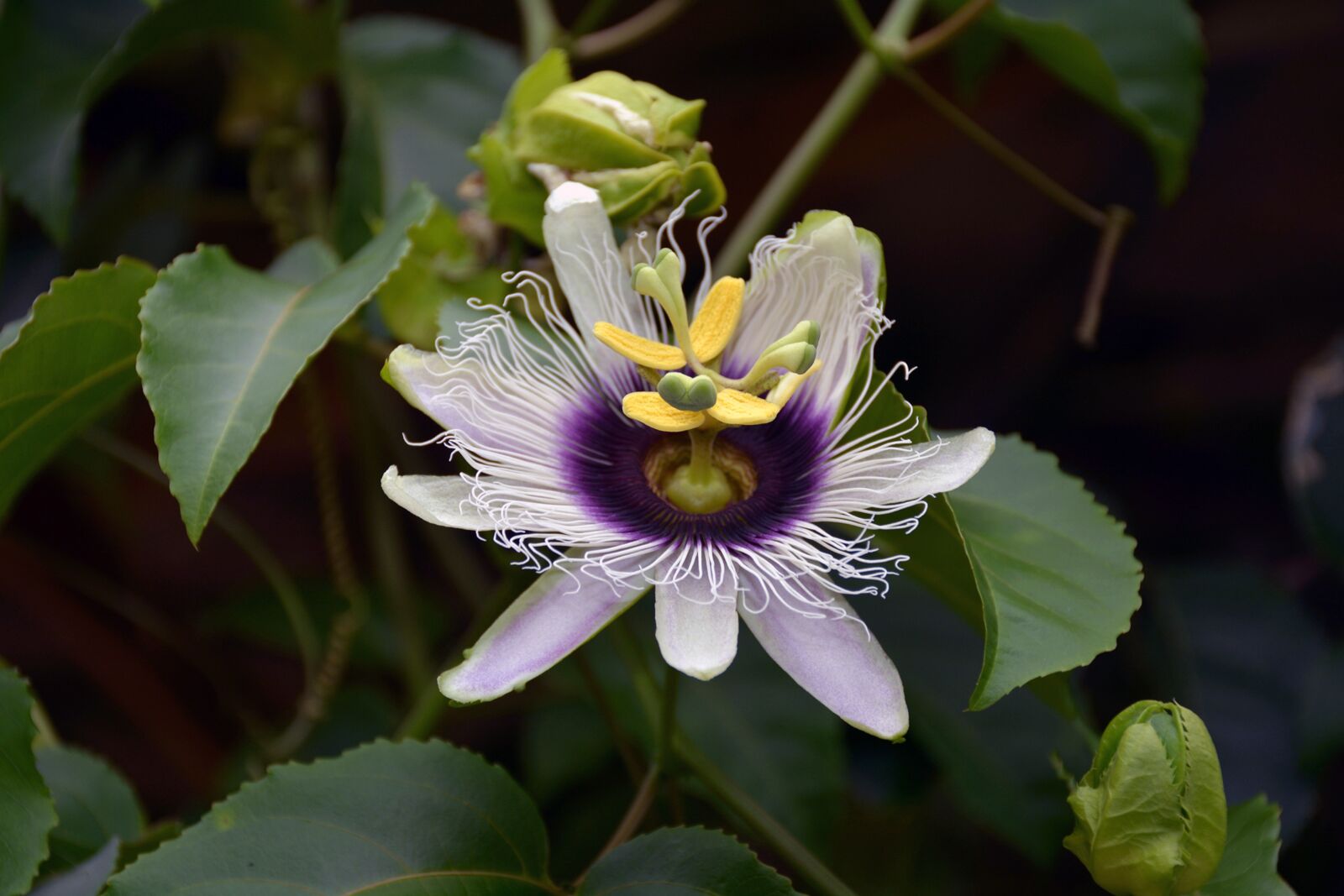 Nikon D7100 sample photo. Passion flower, blossom, bloom photography