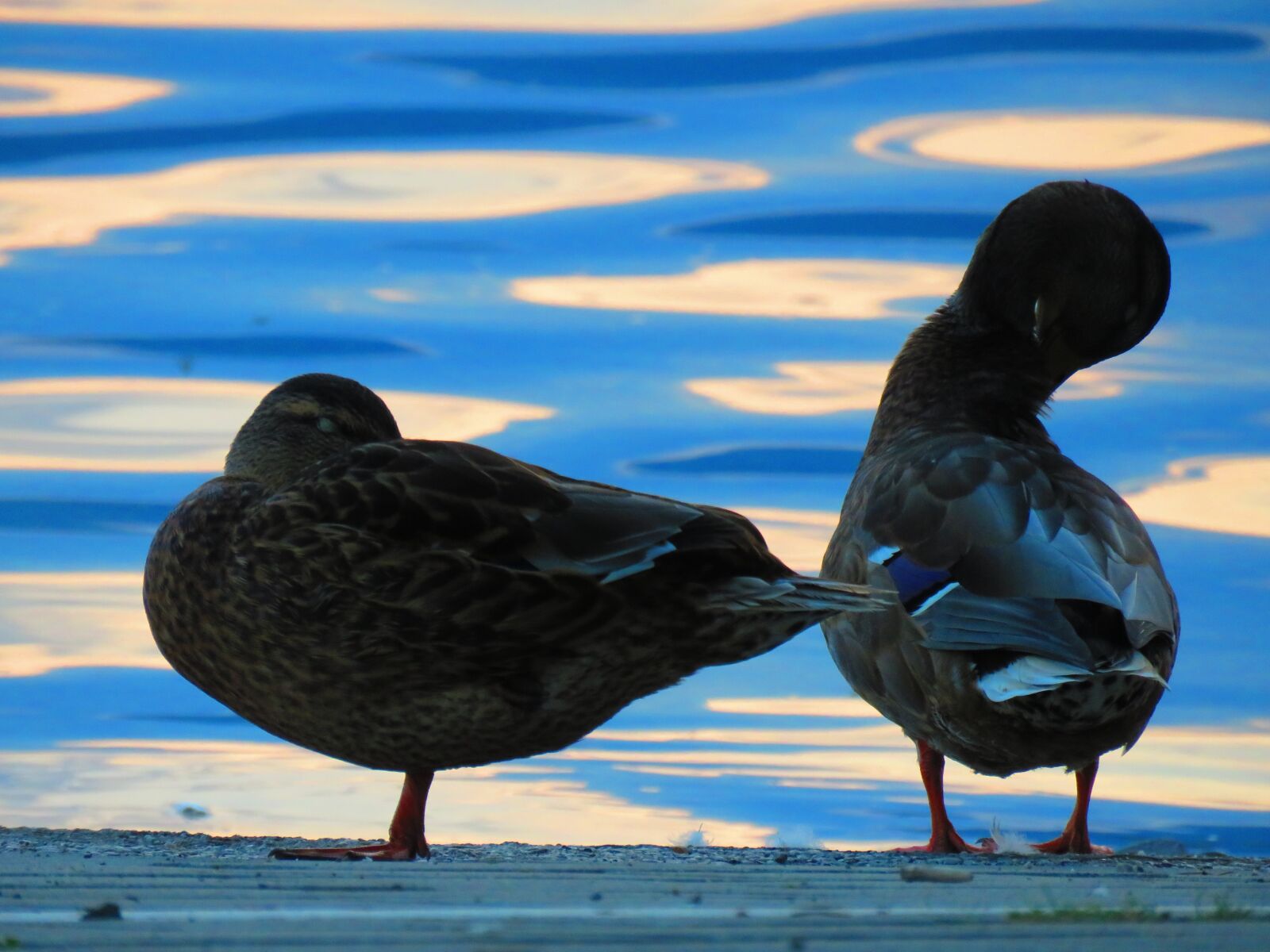 Canon PowerShot SX60 HS sample photo. Mallards, water, water bird photography