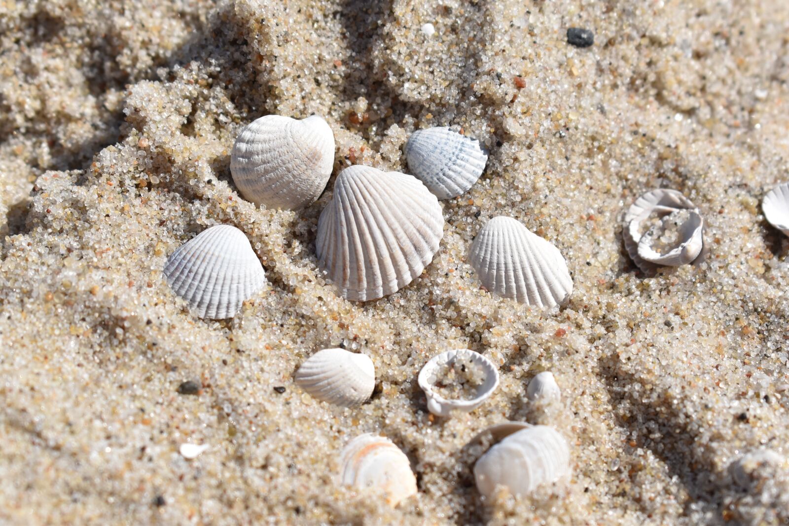 Nikon D5500 sample photo. Seashell, sand, beach photography