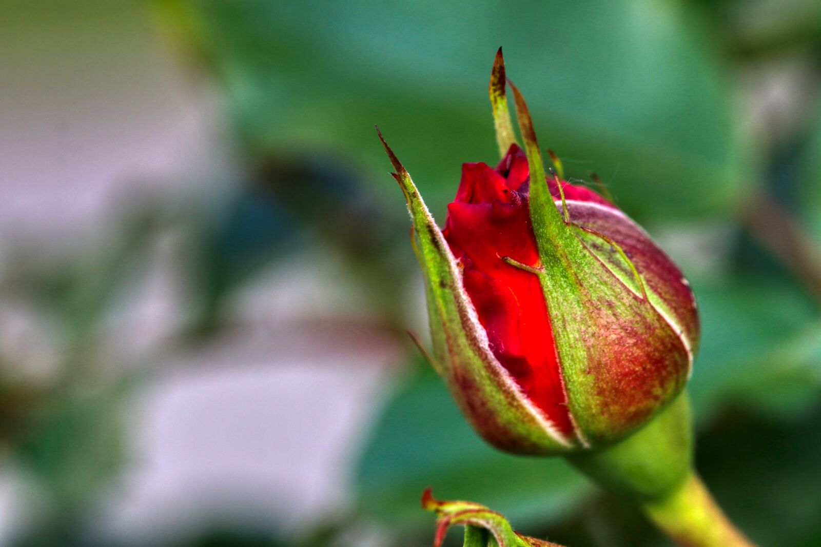 Canon EOS 80D sample photo. Flower, rose, love photography