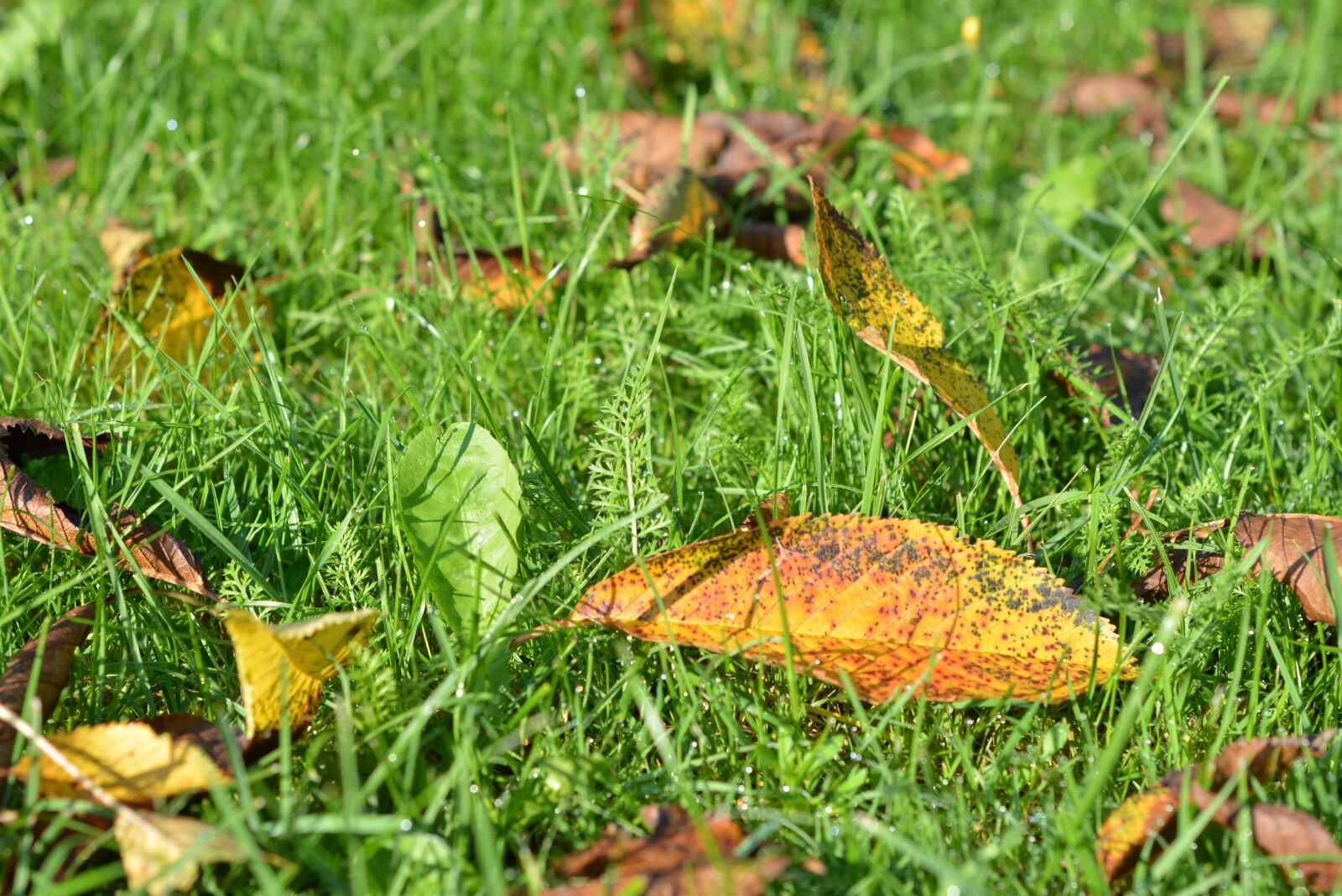 Nikon D5200 sample photo. Autumn, gold, foliage photography