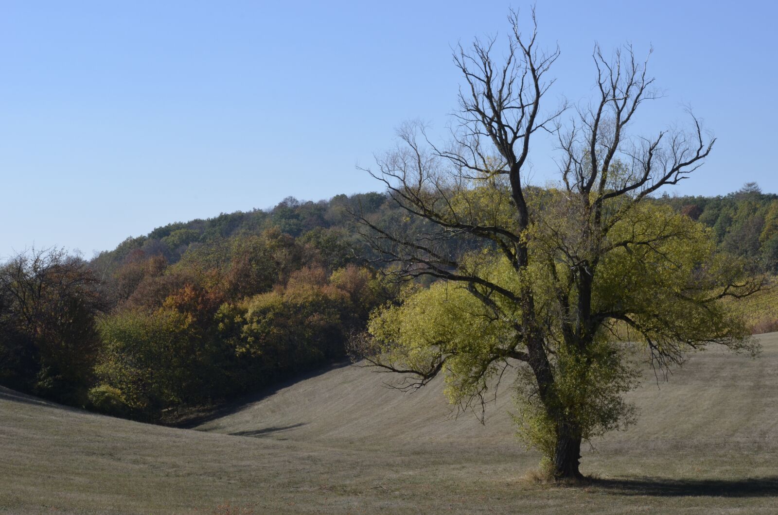 Nikon D5100 sample photo. Tree, hilly, landscape photography