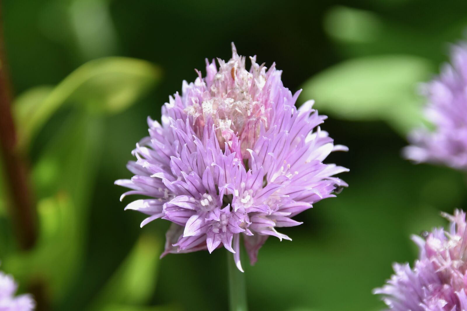 Nikon D5600 sample photo. Dandelion, wild flower, nature photography