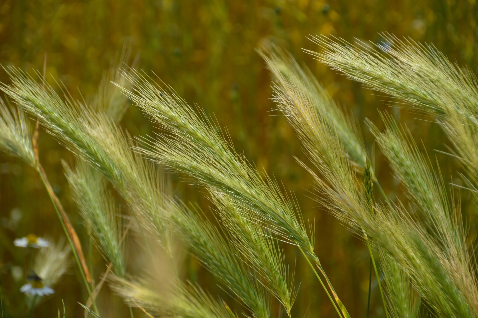 Nikon D3200 sample photo. Nature, field, agriculture photography