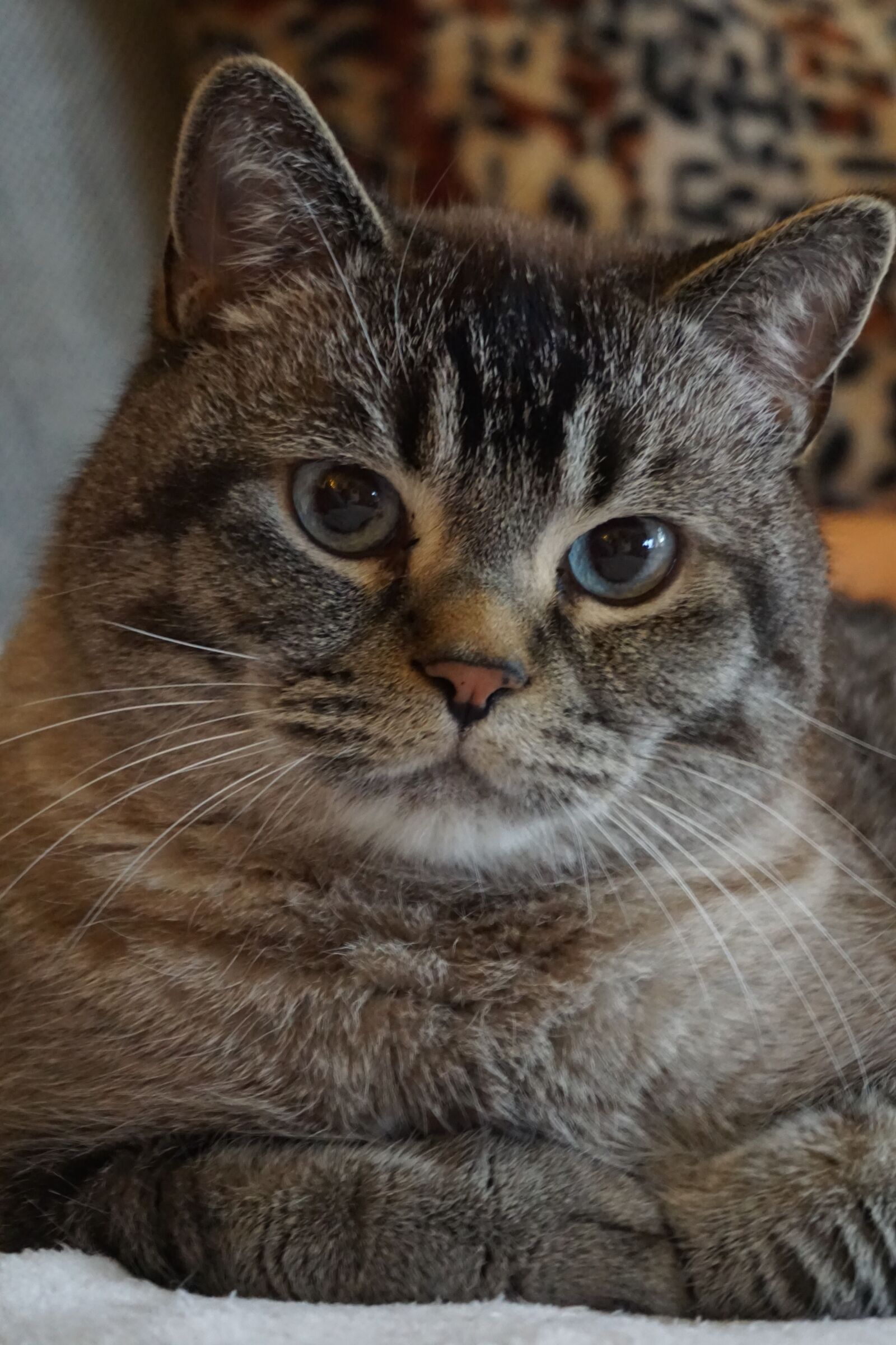 Sony E 16-50mm F3.5-5.6 PZ OSS sample photo. Cat, cat love, cat photography