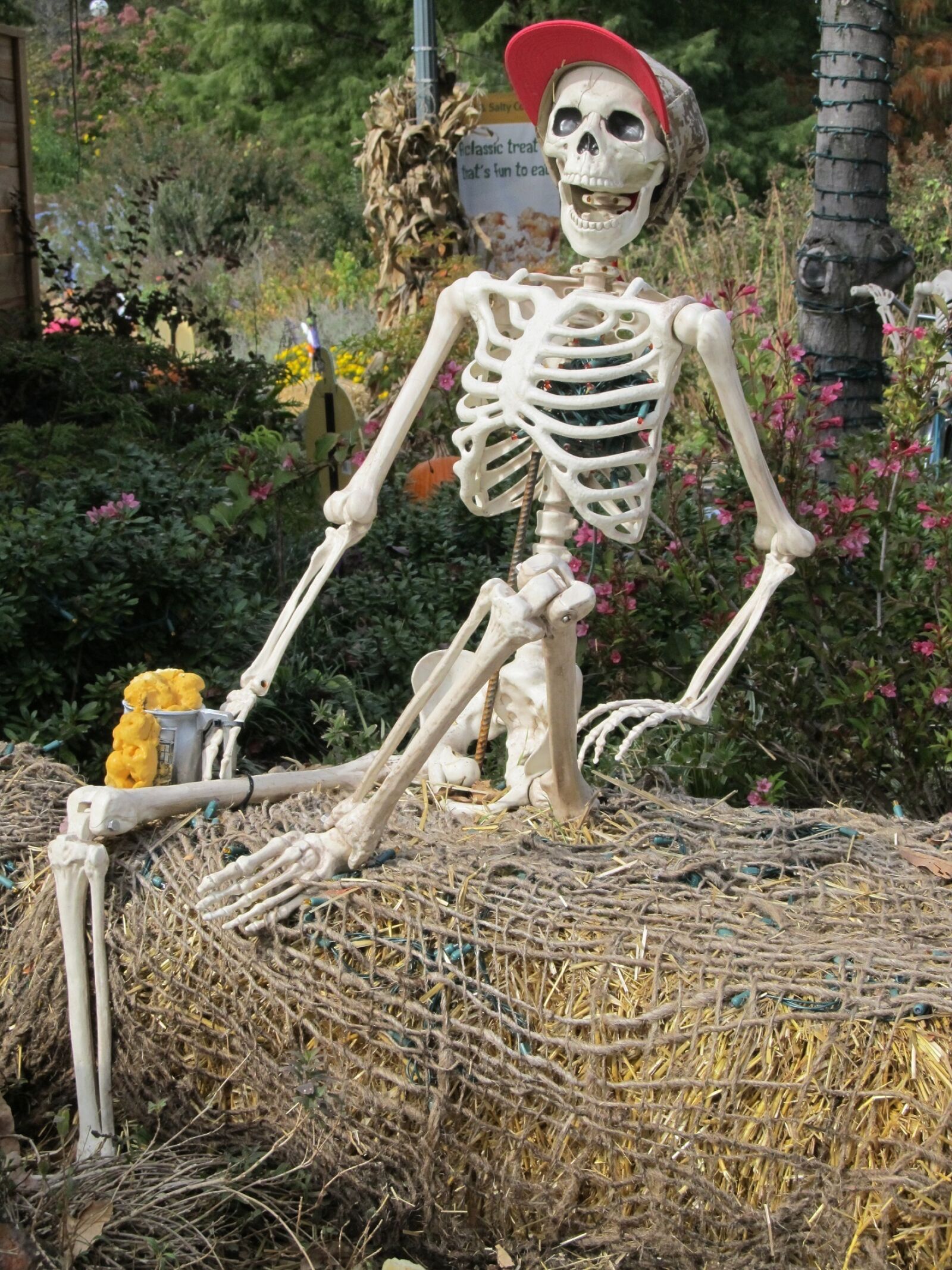 Canon PowerShot SX130 IS sample photo. Skeleton, prop, display photography