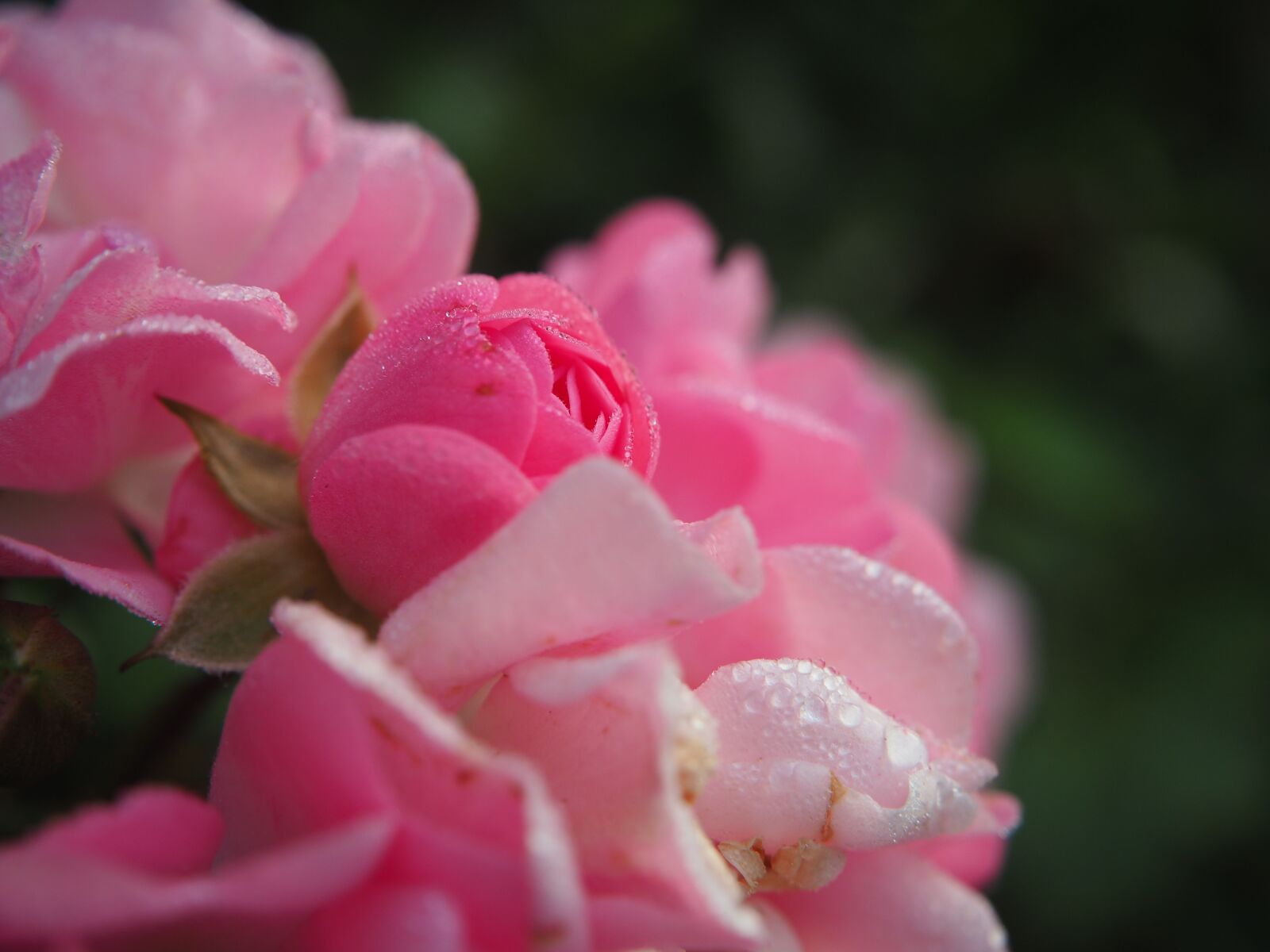 Olympus OM-D E-M10 sample photo. Rose, blossom, bloom photography