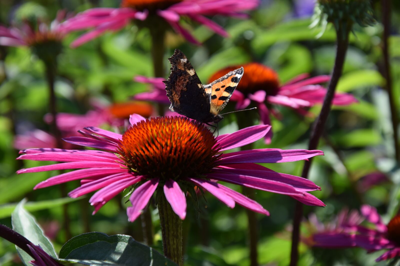 Nikon D5300 sample photo. Garden, park, flower photography