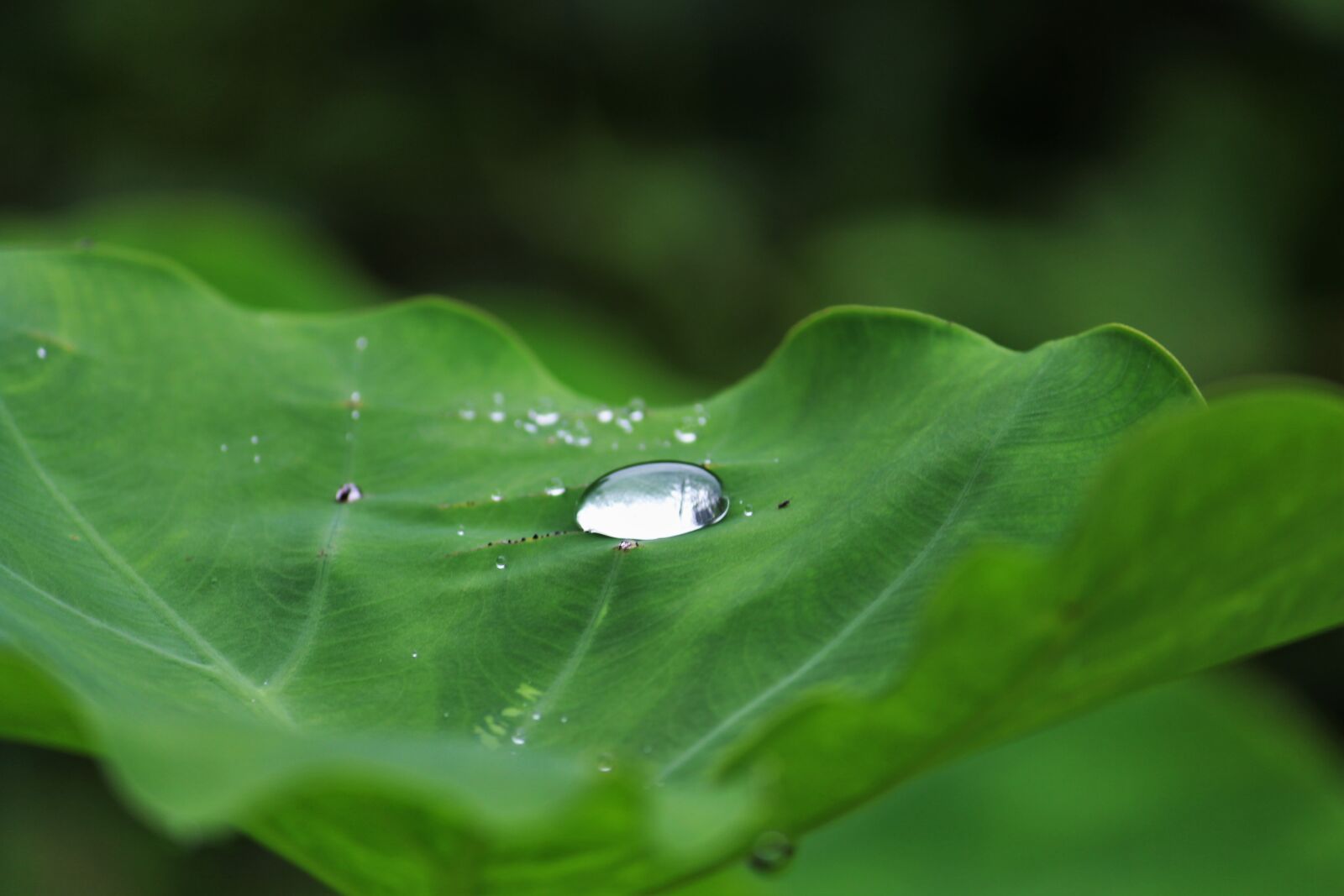 Canon EOS 700D (EOS Rebel T5i / EOS Kiss X7i) sample photo. Close, up, of, water photography