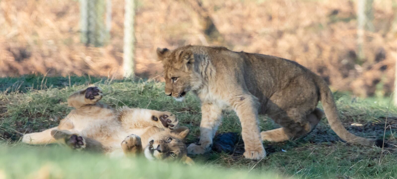 Canon EOS 7D Mark II sample photo. Lion cub, baby lion photography