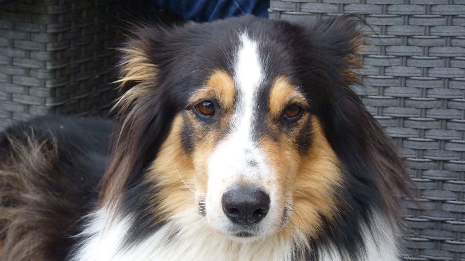 Panasonic Lumix DMC-FZ35 (Lumix DMC-FZ38) sample photo. Animal, dog, collie photography