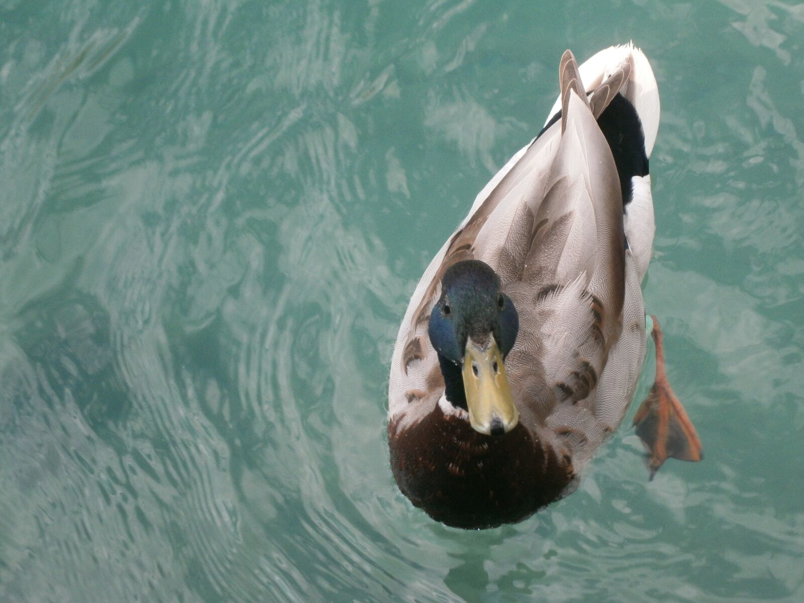 Olympus VG130,D710 sample photo. Drake, duck, water photography