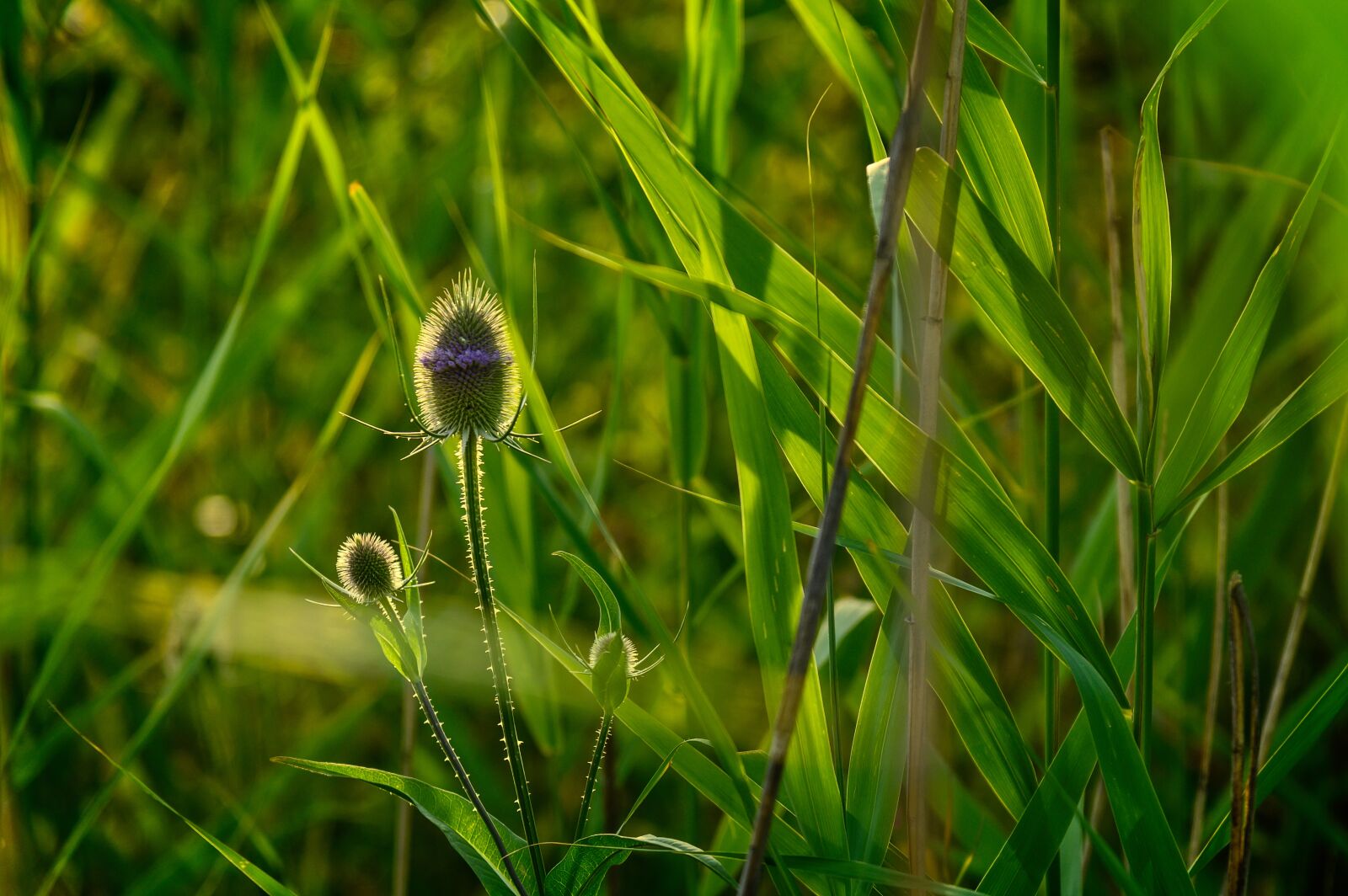 Nikon Z6 sample photo. Plant, thistle, backlighting photography