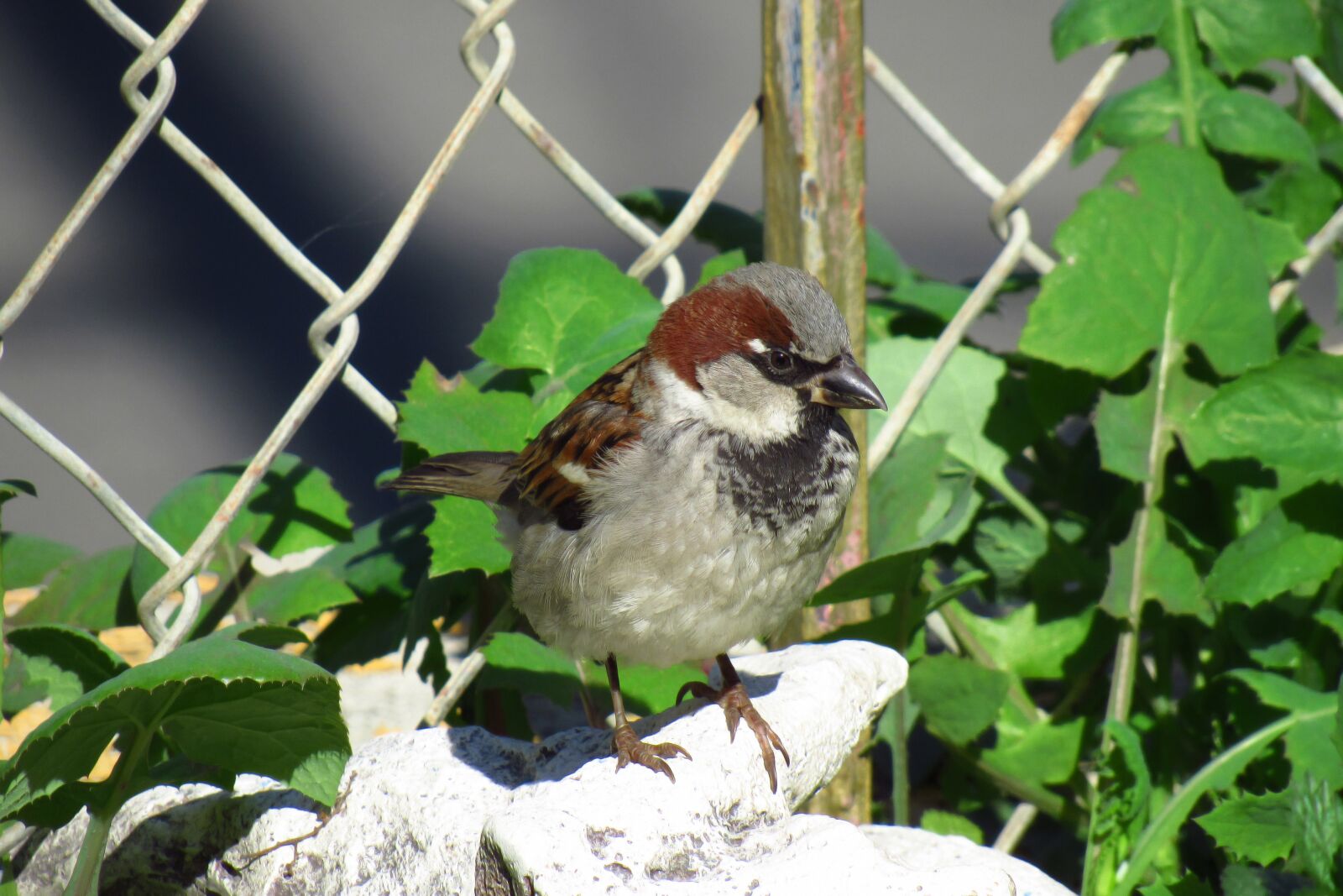 Canon PowerShot SX530 HS sample photo. Bird, sparrow, nature photography