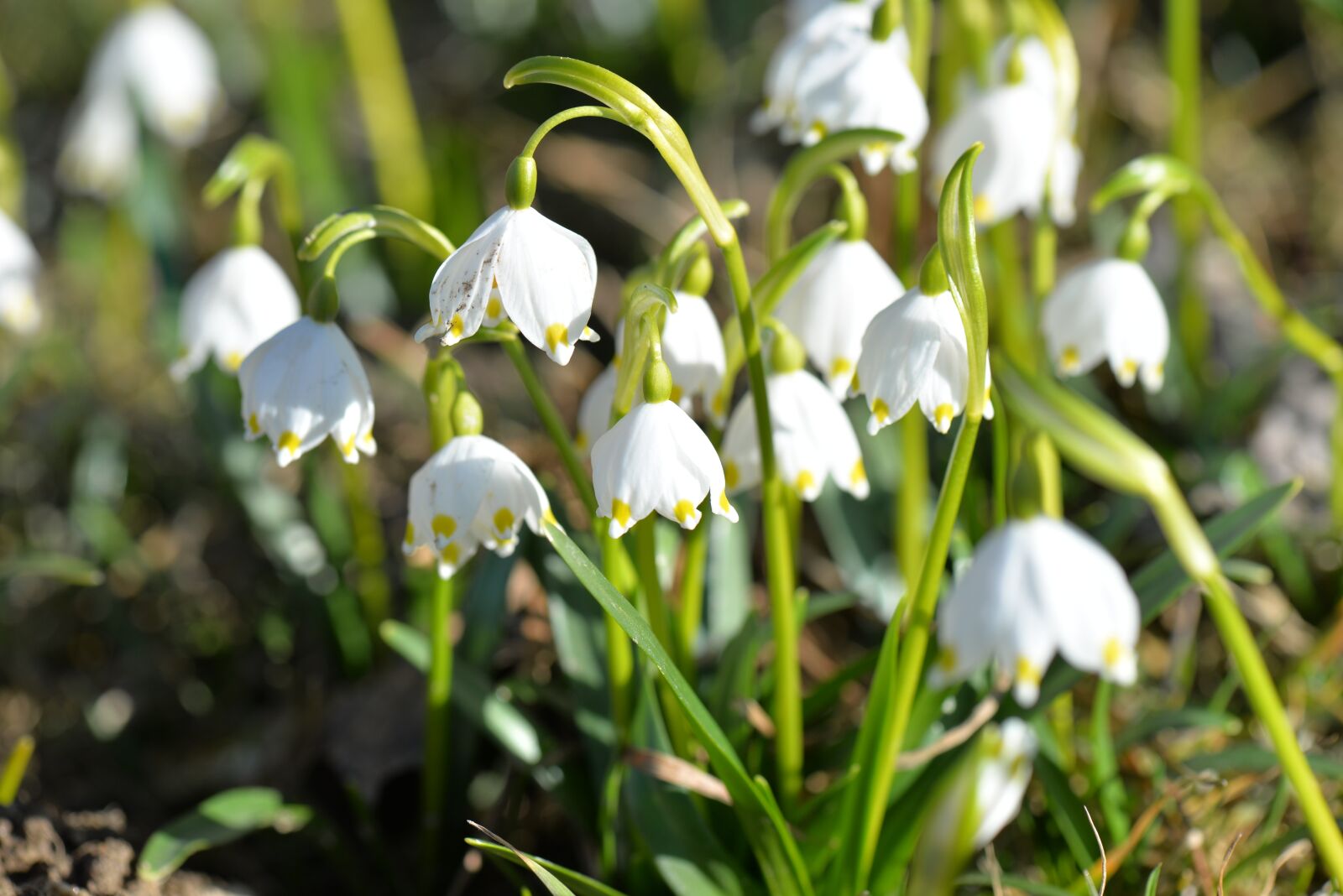 Nikon D610 sample photo. Fruehlingsknotenblume, blossom, bloom photography