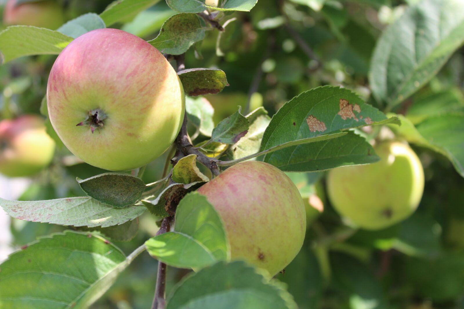 Canon EOS 1300D (EOS Rebel T6 / EOS Kiss X80) sample photo. Apple, plant, tree photography