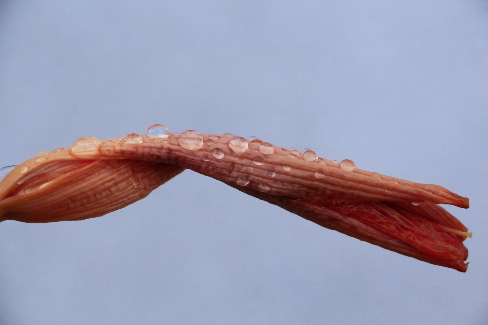 Canon EOS 700D (EOS Rebel T5i / EOS Kiss X7i) sample photo. Drops of rain, drops photography